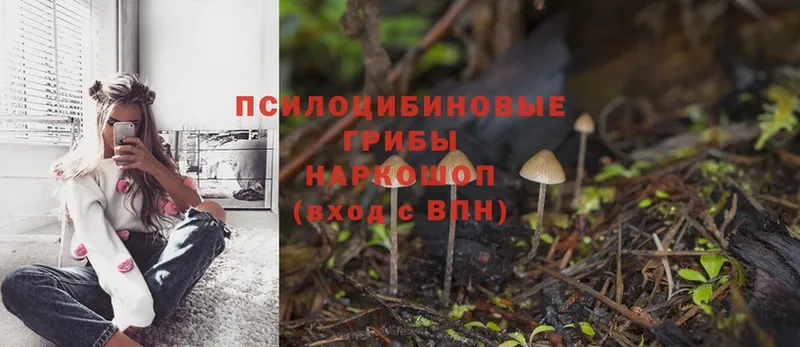 Галлюциногенные грибы Magic Shrooms  omg ссылка  Асино 